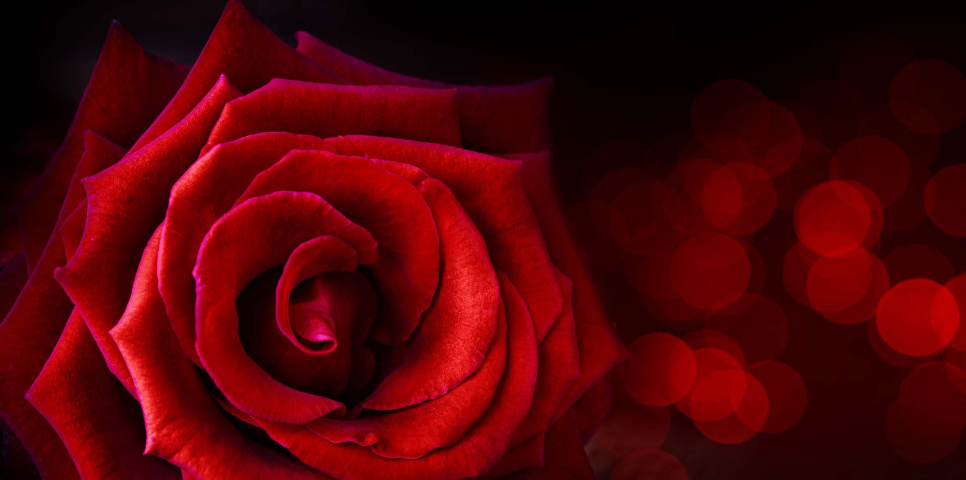 A close up of a red rose: Telephone number 1-877-872-9909